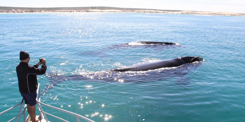 aussiebucketlist.com.au - Whale Watching Cruise - Eyre Peninsula - 2