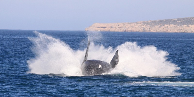 aussiebucketlist.com.au - Whale Watching Cruise - Eyre Peninsula - 3