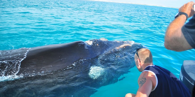 aussiebucketlist.com.au - Whale Watching Cruise - Eyre Peninsula - 4