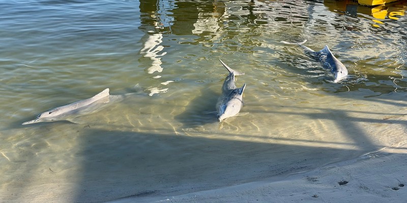 aussiebucketlist.com.au - Tin Can Bay Wild Dolphin Feeding - 1