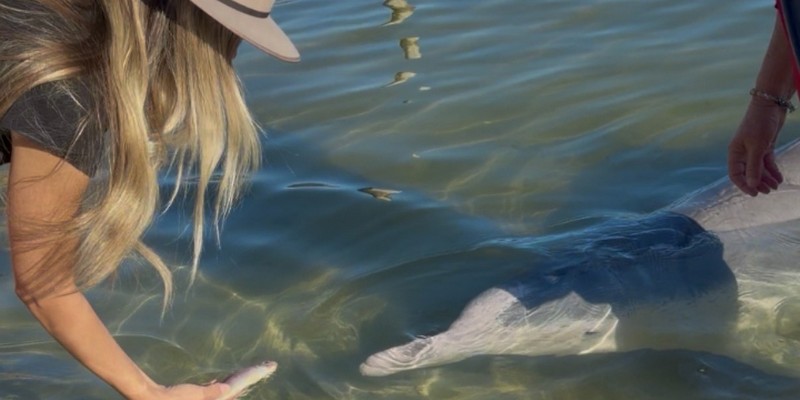 aussiebucketlist.com.au - Tin Can Bay Wild Dolphin Feeding - 2