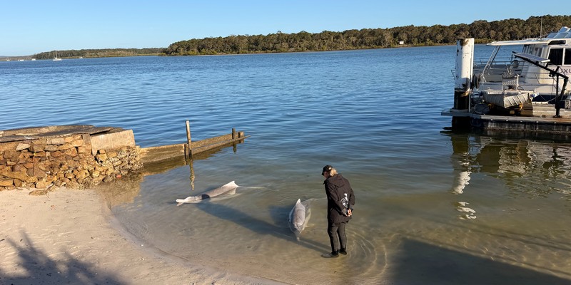 aussiebucketlist.com.au - Tin Can Bay Wild Dolphin Feeding - 3
