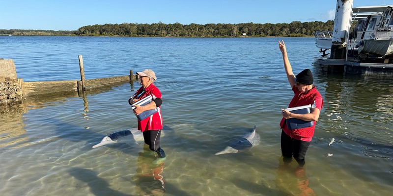aussiebucketlist.com.au - Tin Can Bay Wild Dolphin Feeding - 4