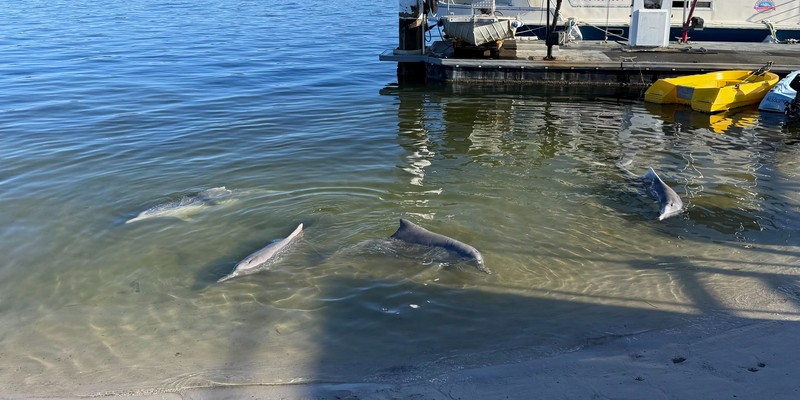aussiebucketlist.com.au - Tin Can Bay Wild Dolphin Feeding - 5