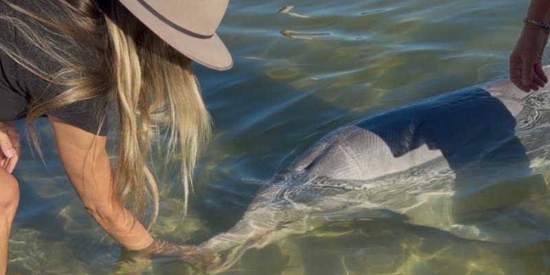 aussiebucketlist.com.au - Tin Can Bay Wild Dolphin Feeding - 6