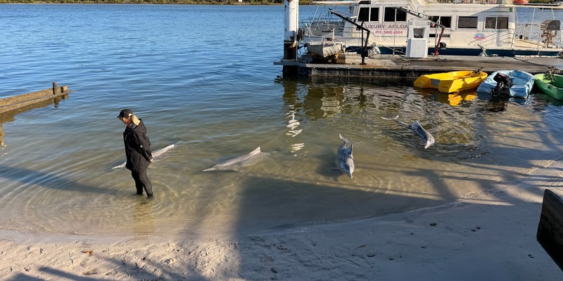 aussiebucketlist.com.au - Tin Can Bay Wild Dolphin Feeding - 7