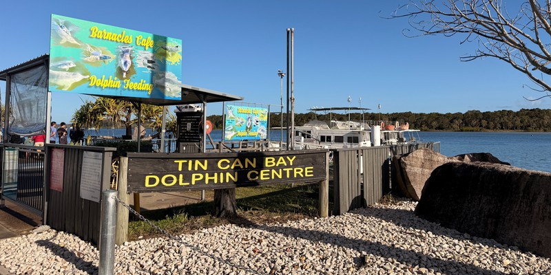 aussiebucketlist.com.au - Tin Can Bay Wild Dolphin Feeding - 8