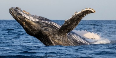 Whale Watching Tour Ballina - Byron