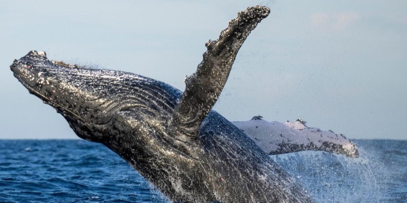 aussiebucketlist.com.au - Whale Watching Tour Ballina - Byron - 2
