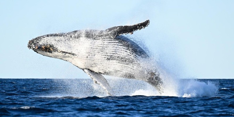aussiebucketlist.com.au - Whale Watching Tour Ballina - Byron - 6