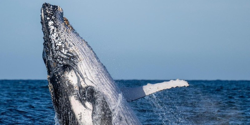 aussiebucketlist.com.au - Whale Watching Tour Ballina - Byron - 7