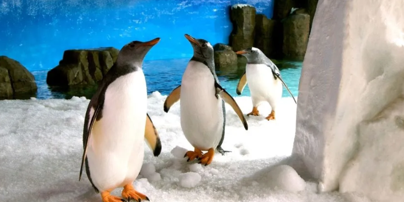 aussiebucketlist.com.au - SEA LIFE Melbourne Aquarium - 3
