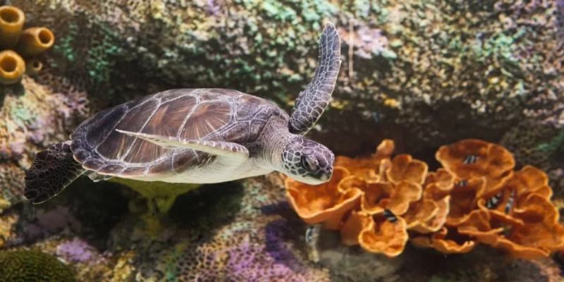 aussiebucketlist.com.au - SEA LIFE Melbourne Aquarium - 5