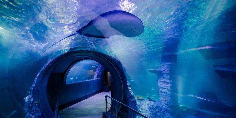 aussiebucketlist.com.au - SEA LIFE Melbourne Aquarium - 6