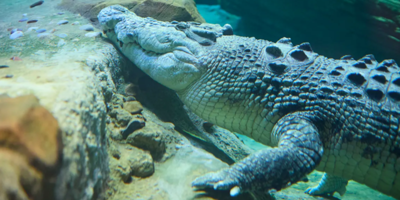 aussiebucketlist.com.au - SEA LIFE Melbourne Aquarium - 7