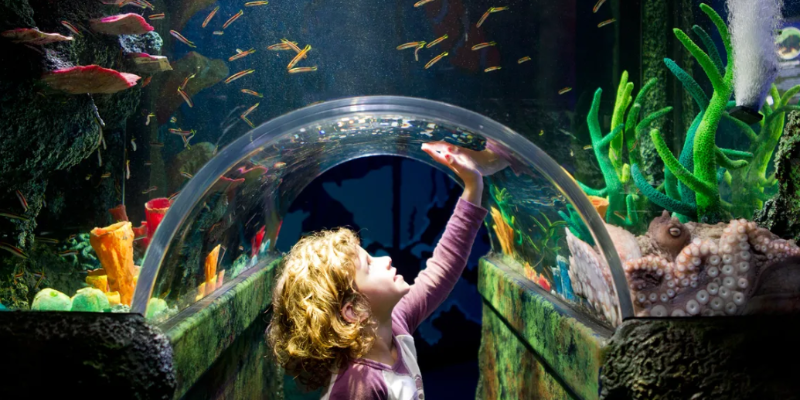 aussiebucketlist.com.au - SEA LIFE Melbourne Aquarium - 8