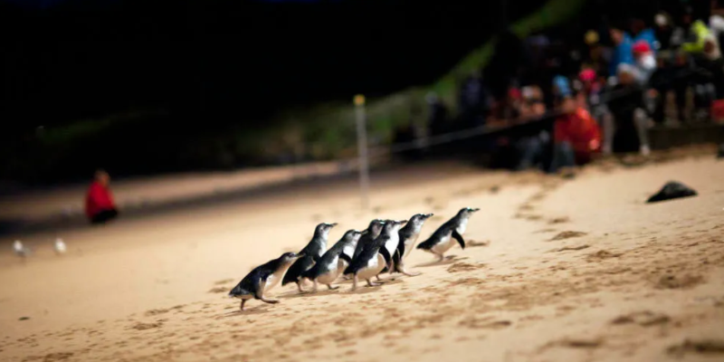 aussiebucketlist.com.au - Phillip Island Nature Parks Multi Park Pass - 2