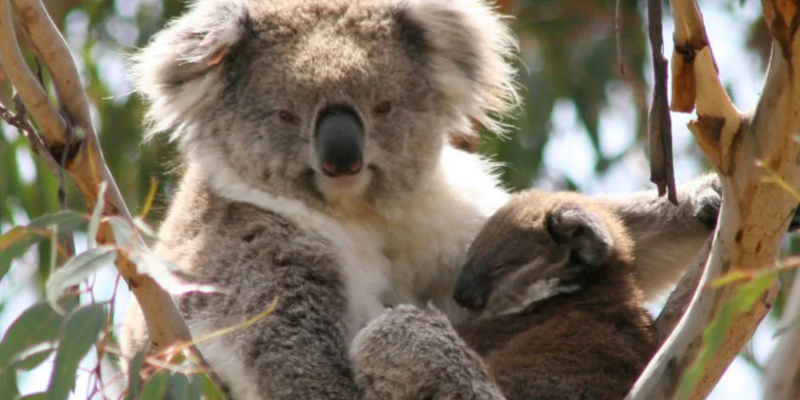 aussiebucketlist.com.au - Phillip Island Nature Parks Multi Park Pass - 3