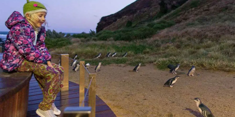 aussiebucketlist.com.au - Phillip Island Nature Parks Multi Park Pass - 4