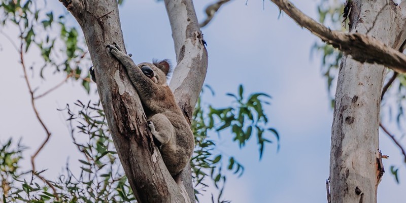 aussiebucketlist.com.au - Coombabah Koala Trail - 1