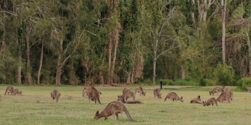 aussiebucketlist.com.au - Coombabah Koala Trail - 2
