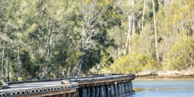 aussiebucketlist.com.au - Coombabah Koala Trail - 3