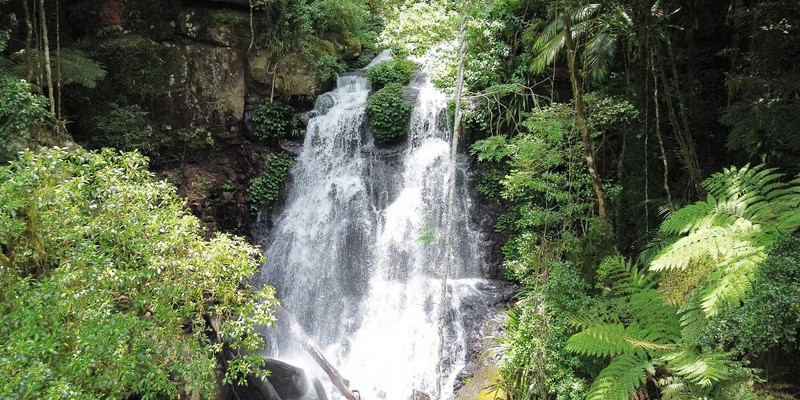 Selva Falls - Northern NSW